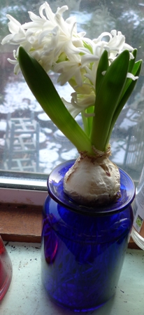 Carnegie hyacinth