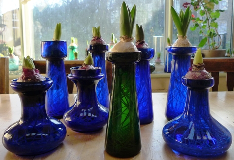 blue hyacinth vases and a green hyacinth vase