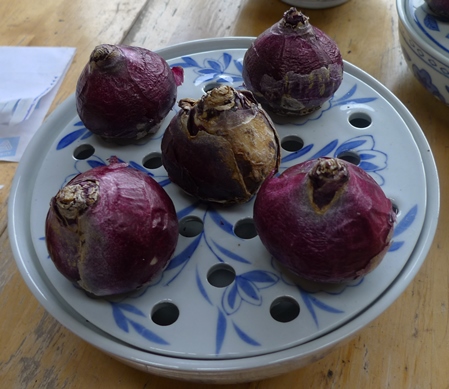 bulb bowl with hyacinth bulbs