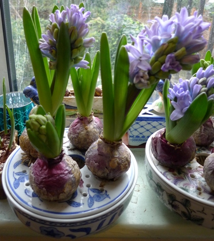 hyacinth bulb bowl with Delft Blue hyacinth bulbs