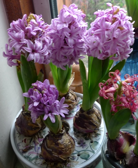 forced Splendid Cornelia hyacinths in bulb bowl