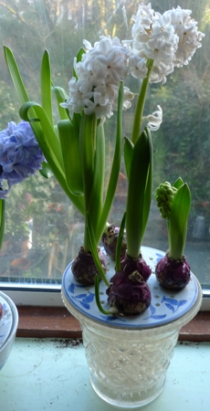 hyacinths in improvised bulb bowl