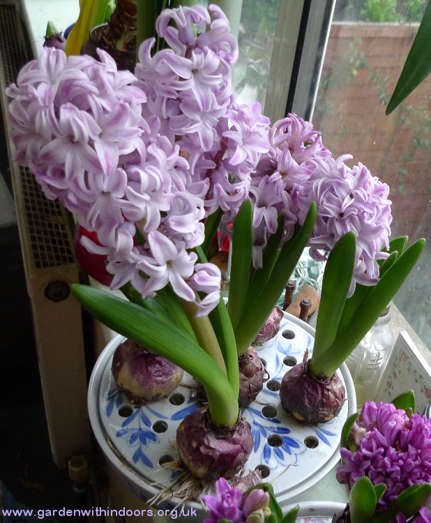 bulb bowl splendid cornelia hyacinths