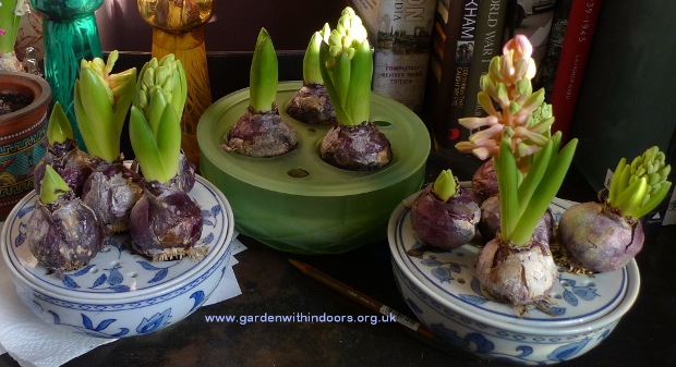 hyacinth bulb bowls