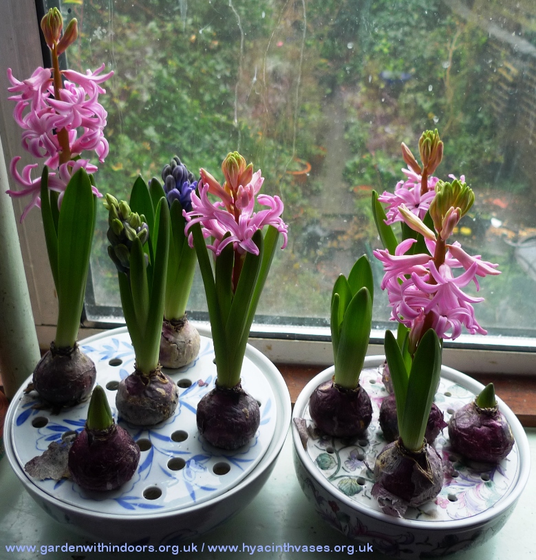 forced hyacinths in bulb bowls