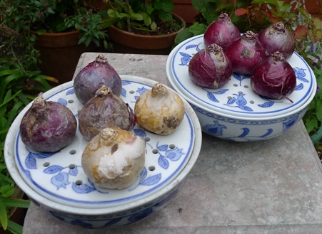 hyacinth bulb pots