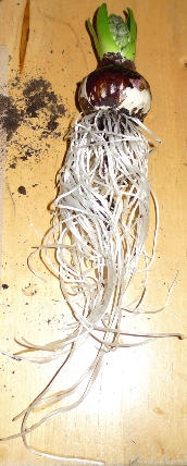 bulb with roots rinsed off