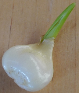 /sites/default/files/hyacinth_bulblet