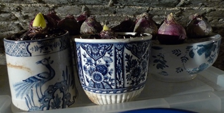 bulbs in pots in the cellar