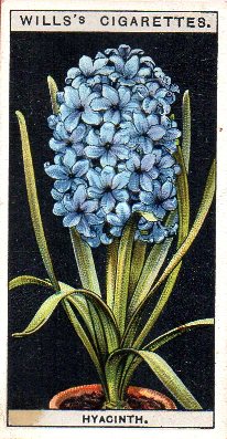 Wills cigarette card hyacinth from Flower Culture in Pots