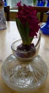 Jan Bos hyacinth in clear Broste hyacinth vase