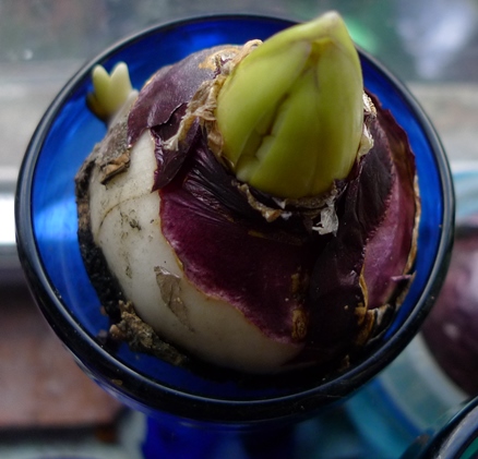 forced hyacinth bulb
