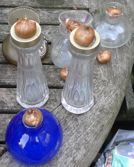 crocus bulbs in vases