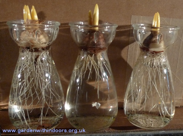 crocus vases with crocus chrysanthus bulbs with straight roots developing
