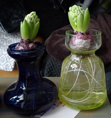 delft blue hyacinths in hyacinth vases