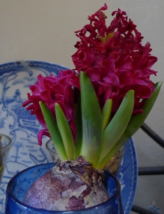 double-stemmed Jan Bos hyacinth