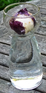 1950s hyacinth vase