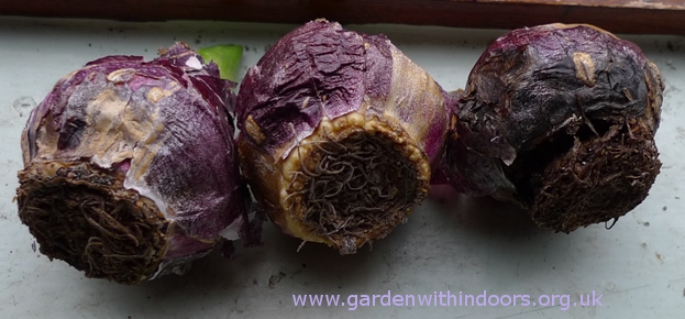 failing hyacinth bulbs
