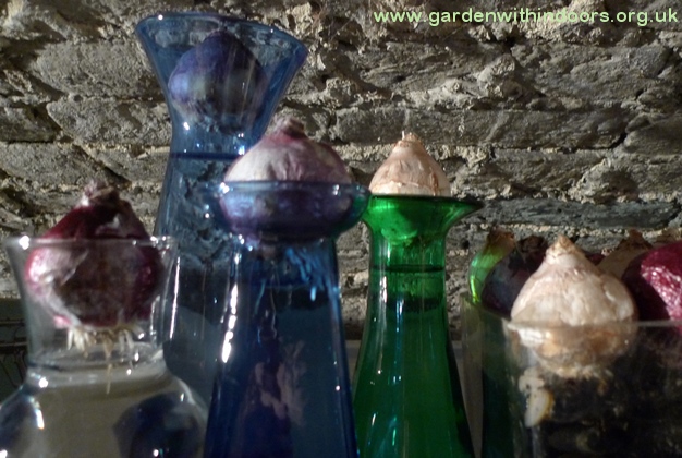 hyacinth vases with bulbs with roots