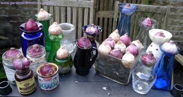 how to force hyacinth bulbs