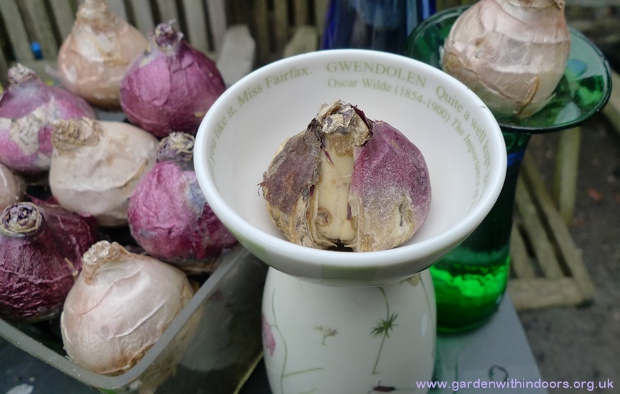 how to force hyacinth bulbs