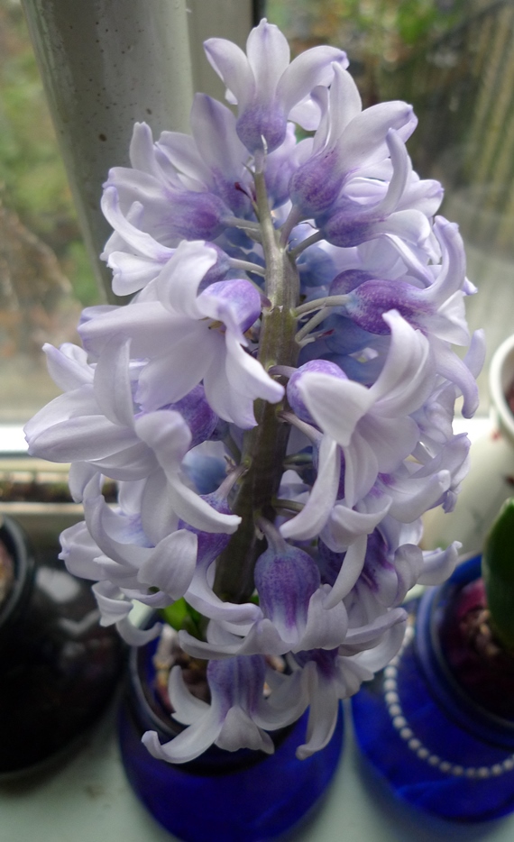 forced Fresco hyacinth