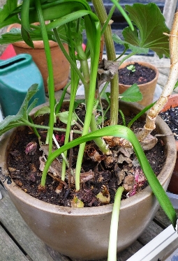 growing hyacinth bulblets