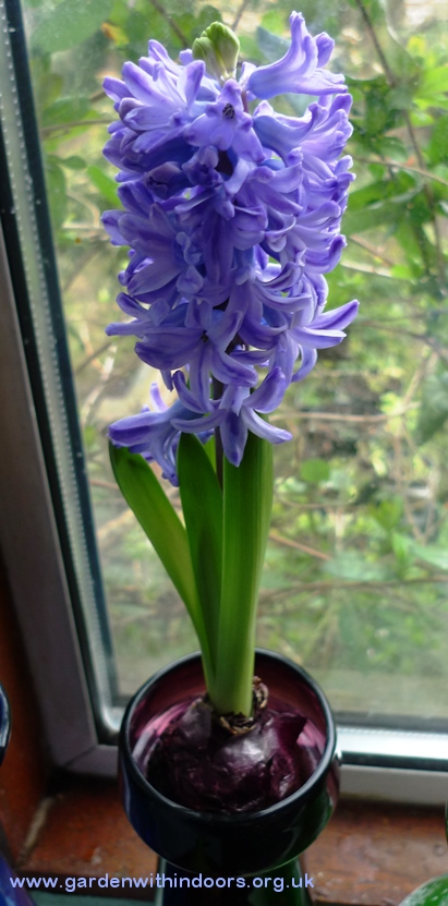 delft blue forced hyacinth 