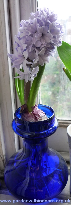 hyacinth vase