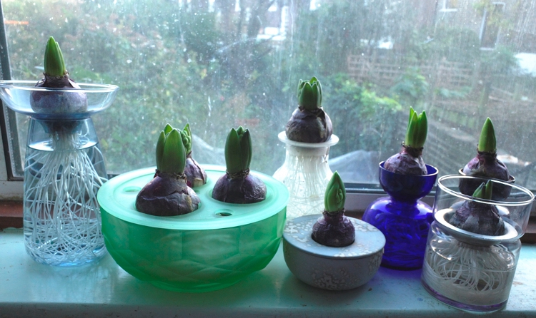 hyacinth bowl vases
