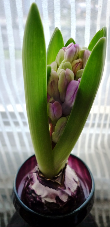 hyacinth buds