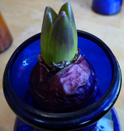 hyacinth bulb Blue Star