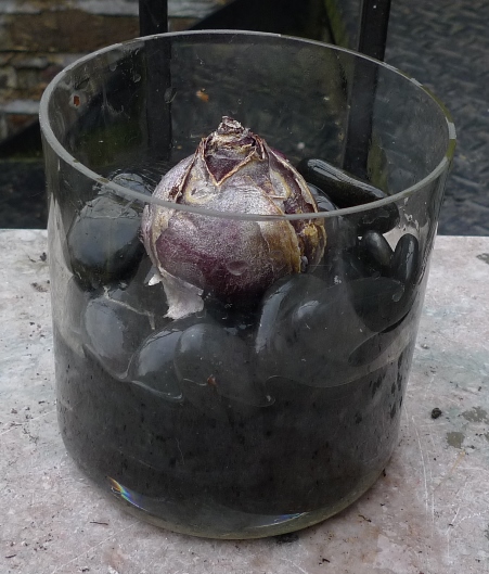 hyacinth bulb over pebbles