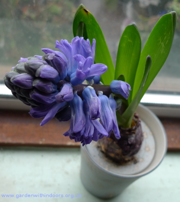 forced hyacinth bulb pot