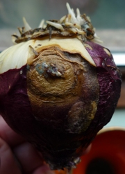 damaged hyacinth bulb