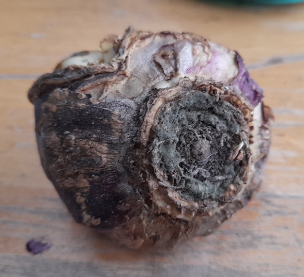hyacinth bulb without roots