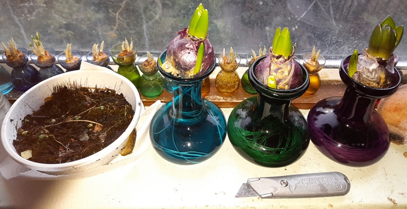 hyacinth bulbs with bulblets