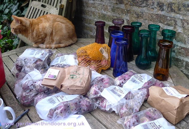 hyacinth vases and bulbs