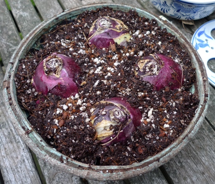 hyacinth bulbs in bowl