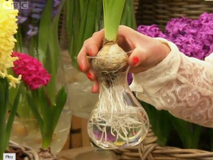 hyacinth vase Chelsea