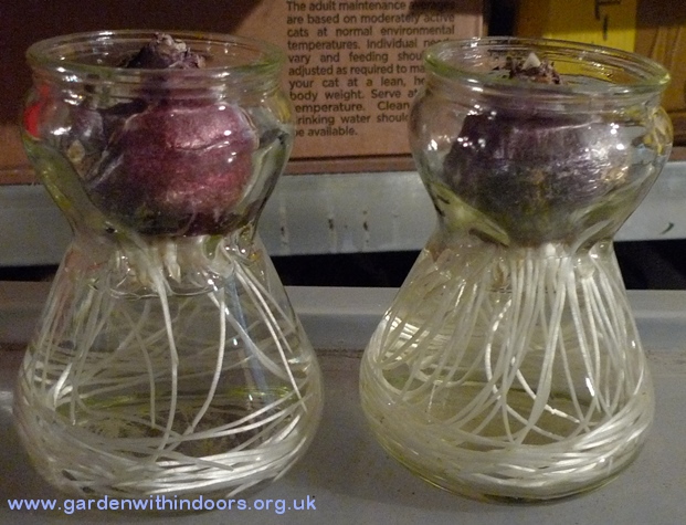 hyacinth vases with hyacinth bulbs with developing roots
