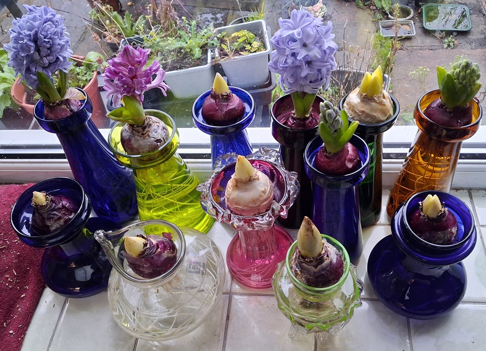 hyacinth vases