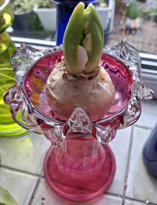 carnegie forced hyacinth 