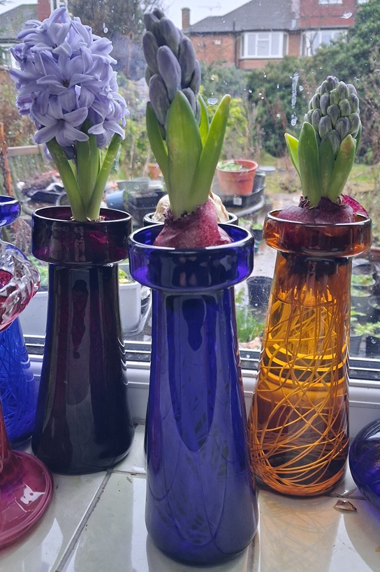 forced hyacinths 