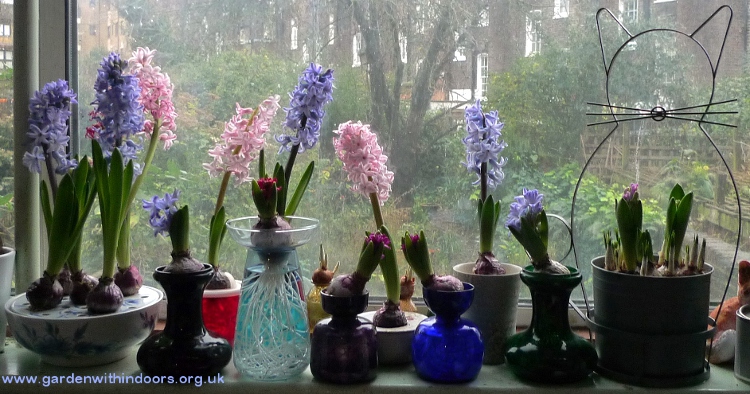 forced hyacinths in vases for Christmas