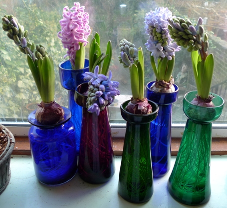 hyacinths end of December