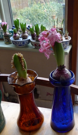 2 spent forced hyacinth bulbs