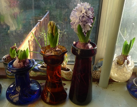 hyacinth bulbs in vases