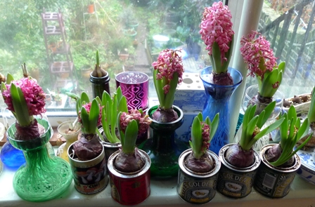 Pink Pearl forced hyacinths