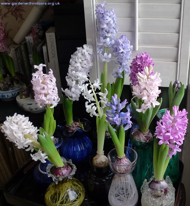 hyacinths in hyacinth vases in bloom